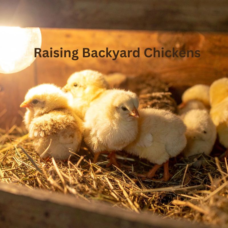 baby chickens in brooder