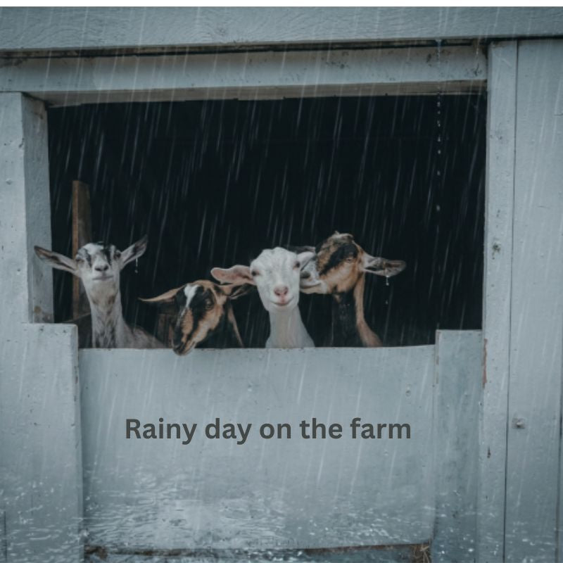 goats looking at a rainy day