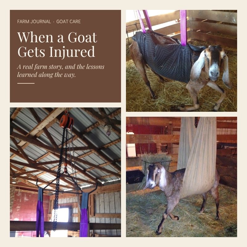 injured goat 