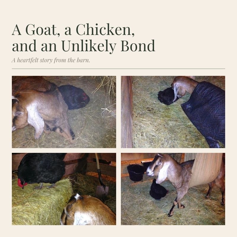 goat and chicken bond 