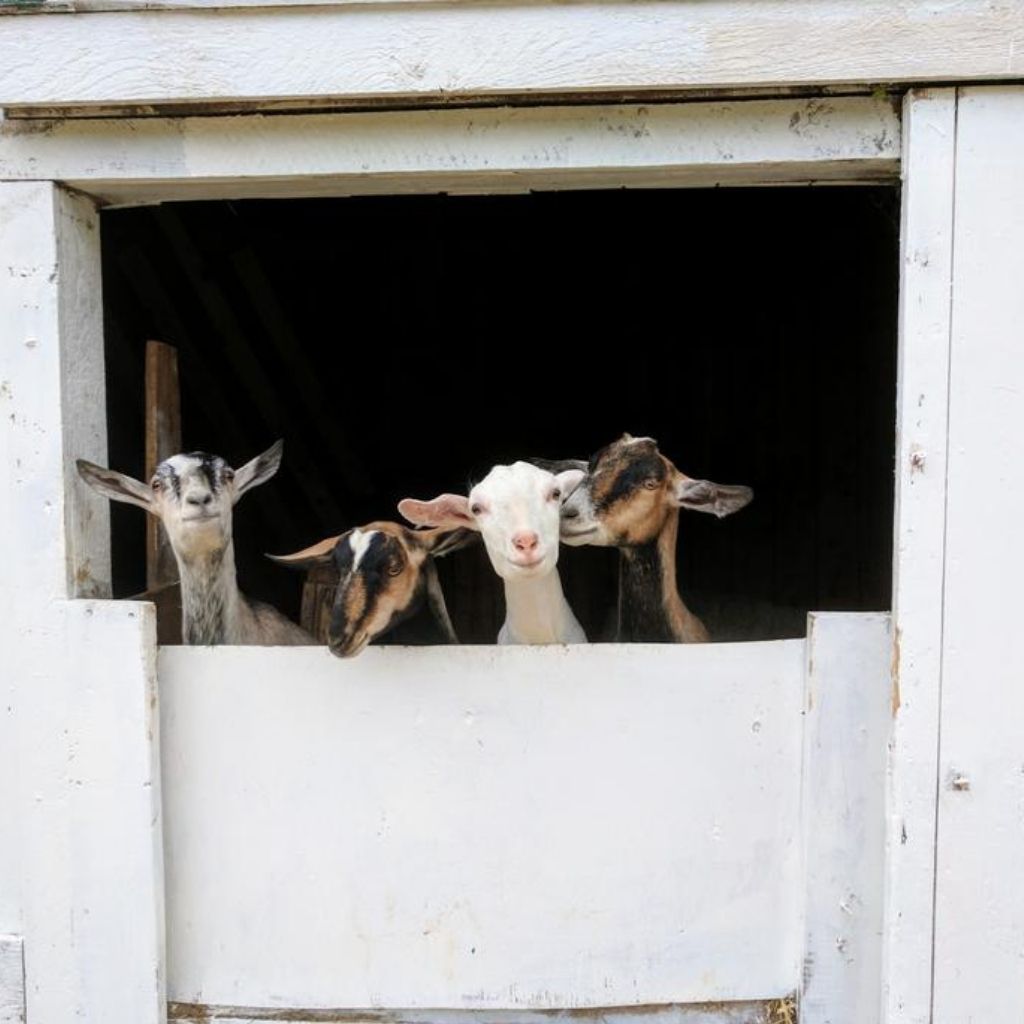 goats 