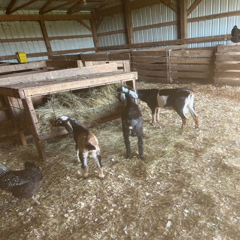 Meet the New Kids on the Block