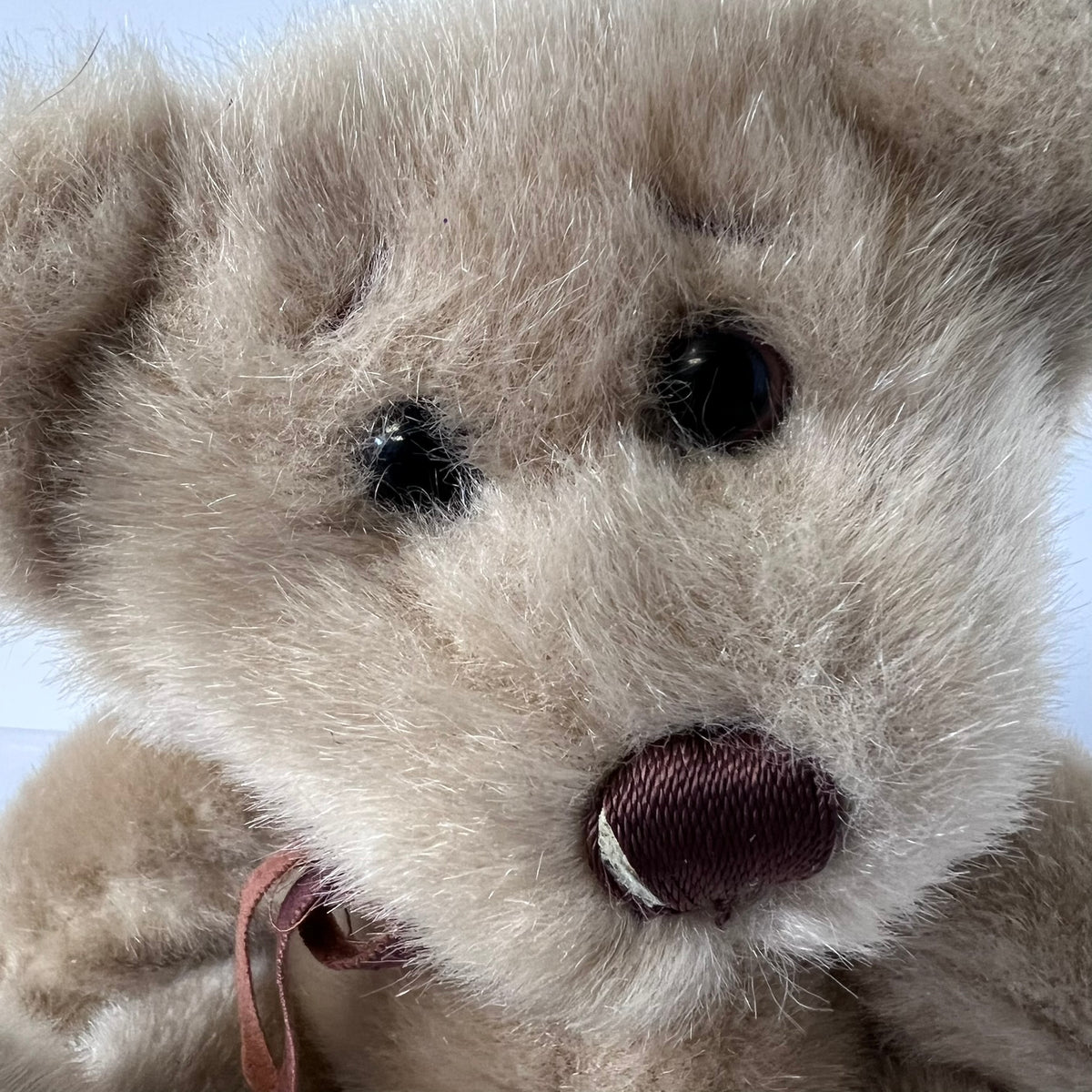 Close-up of a teddy bear's face with a soft focus on the background