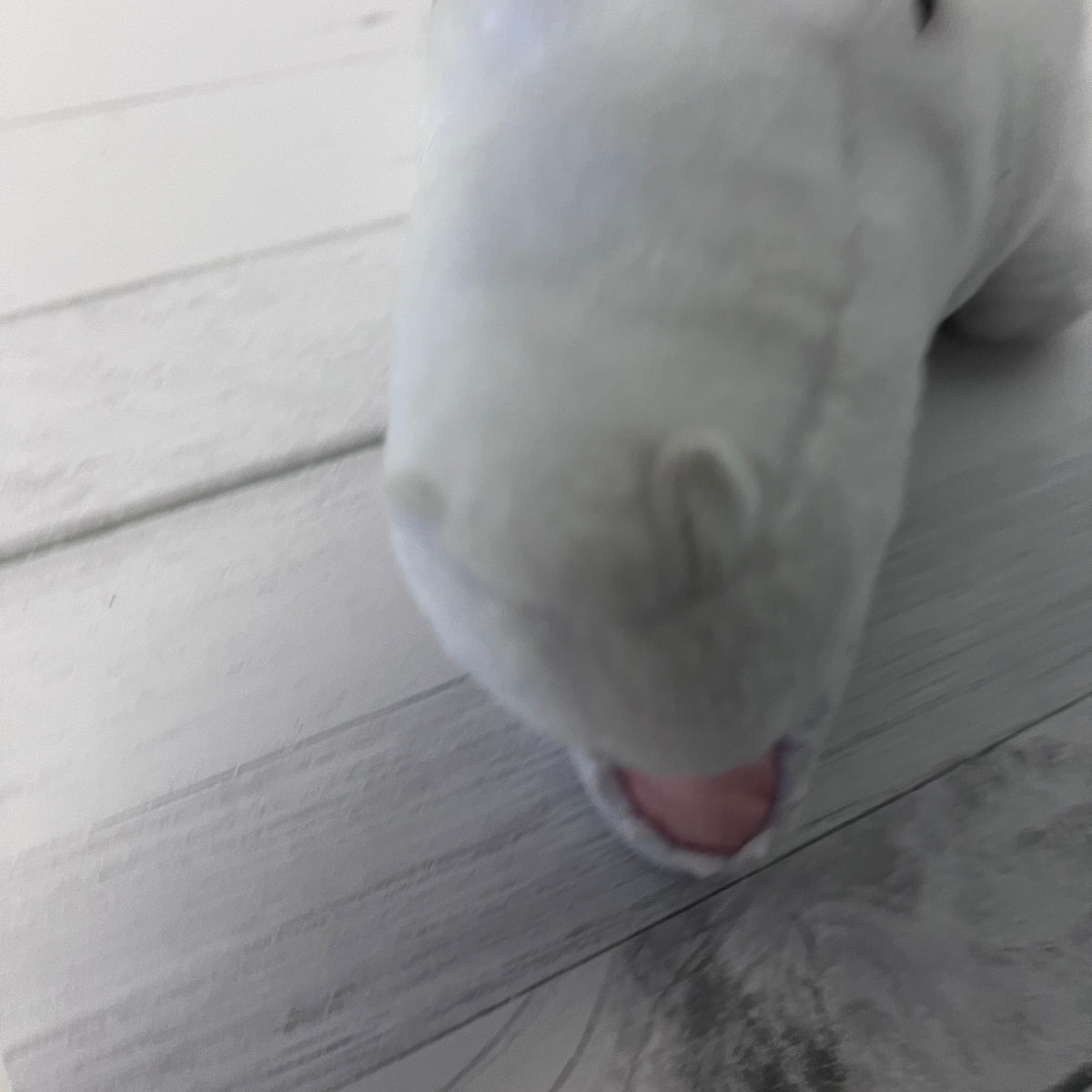 Close-up of a white teddy bear's face on a wooden floor