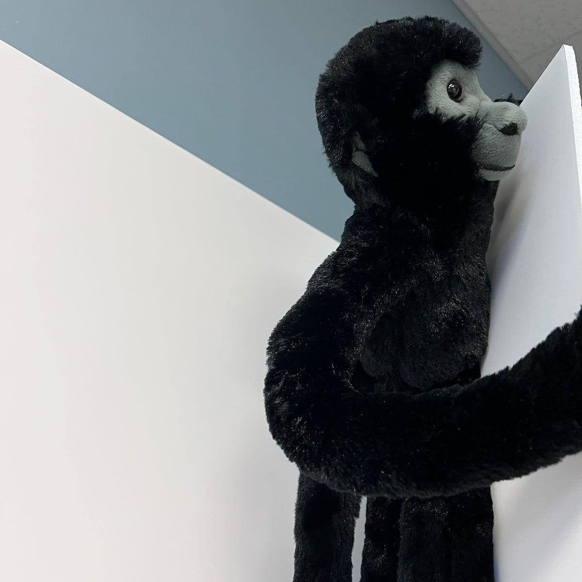 Black plush monkey toy holding a white cube against a gray and white background